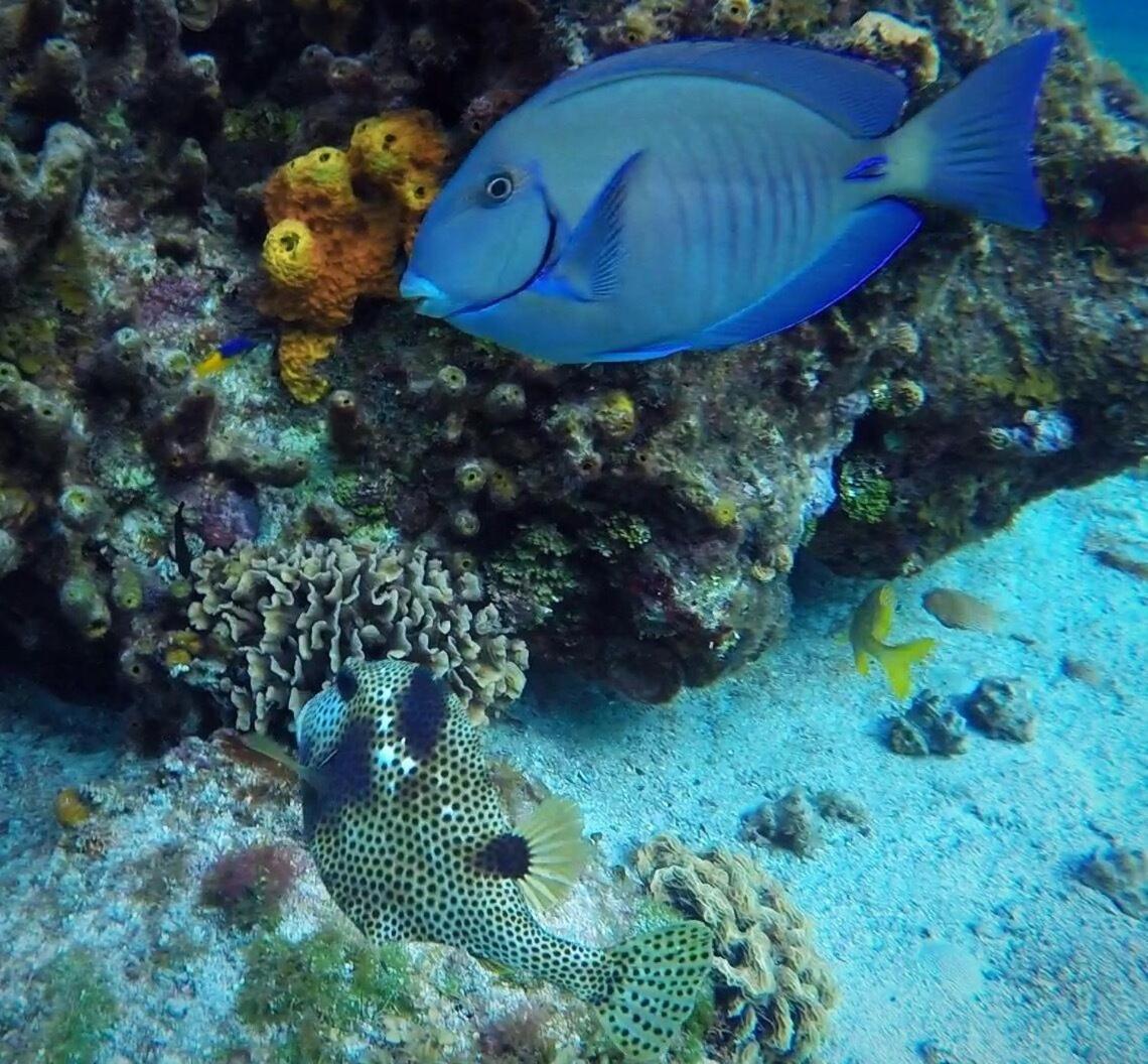Condumel Lejlighed Cozumel Eksteriør billede